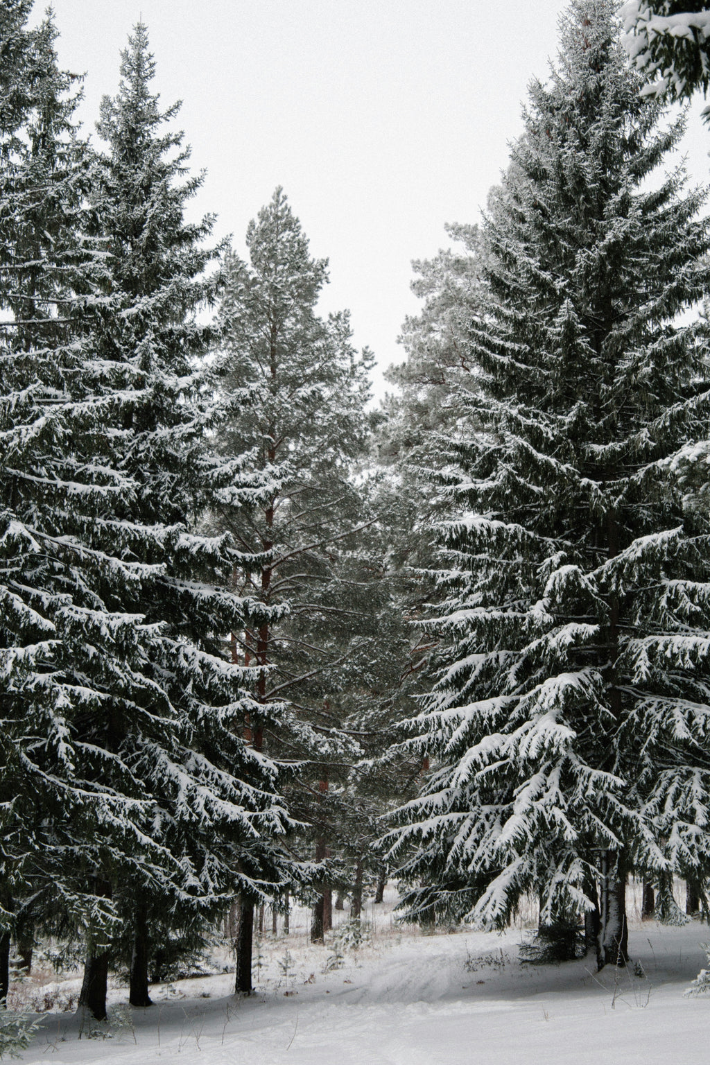 Winter Pine 15.7 oz Liquid Hand Soap
