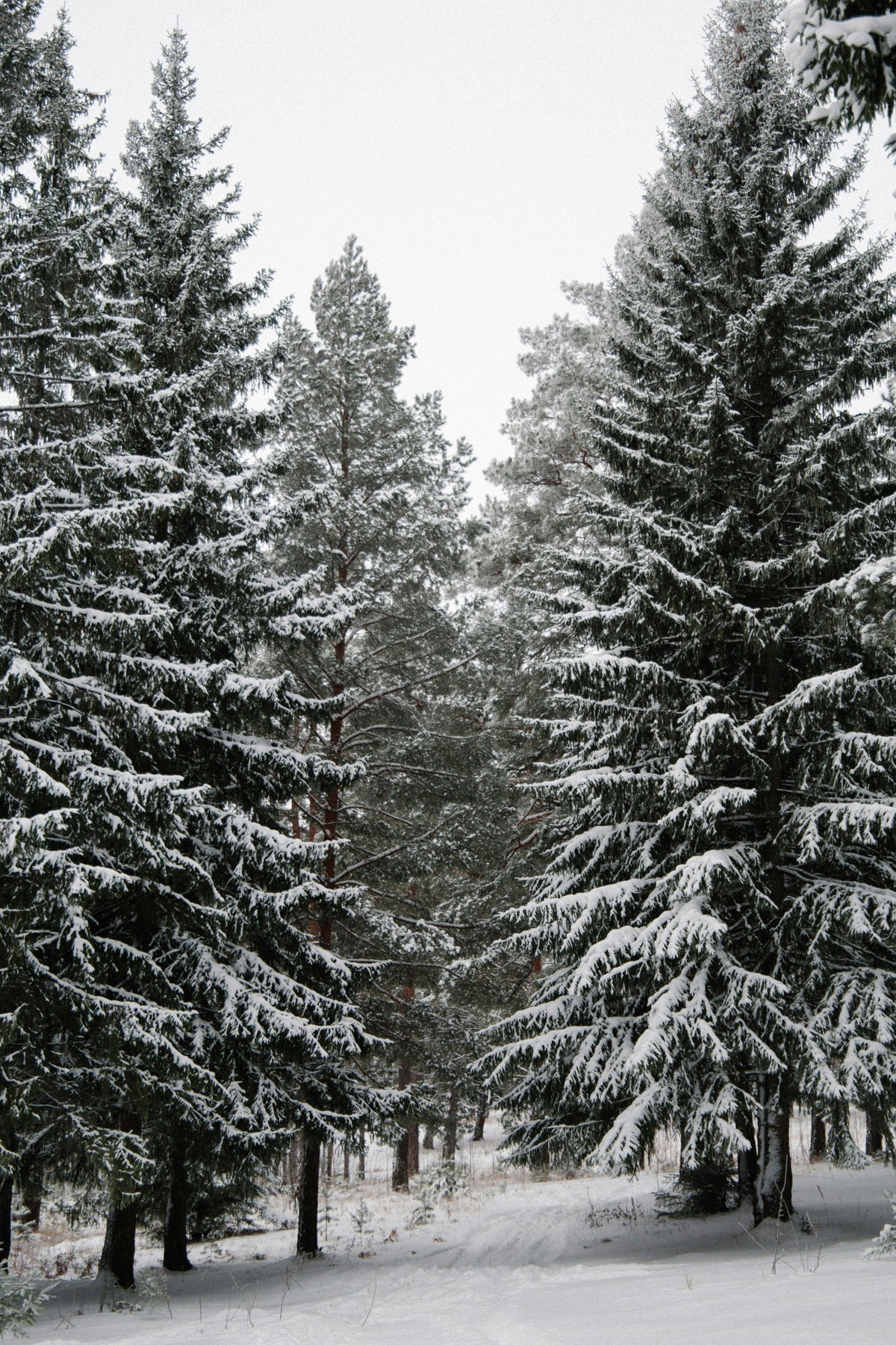 Winter Pine 10oz scented linen candle